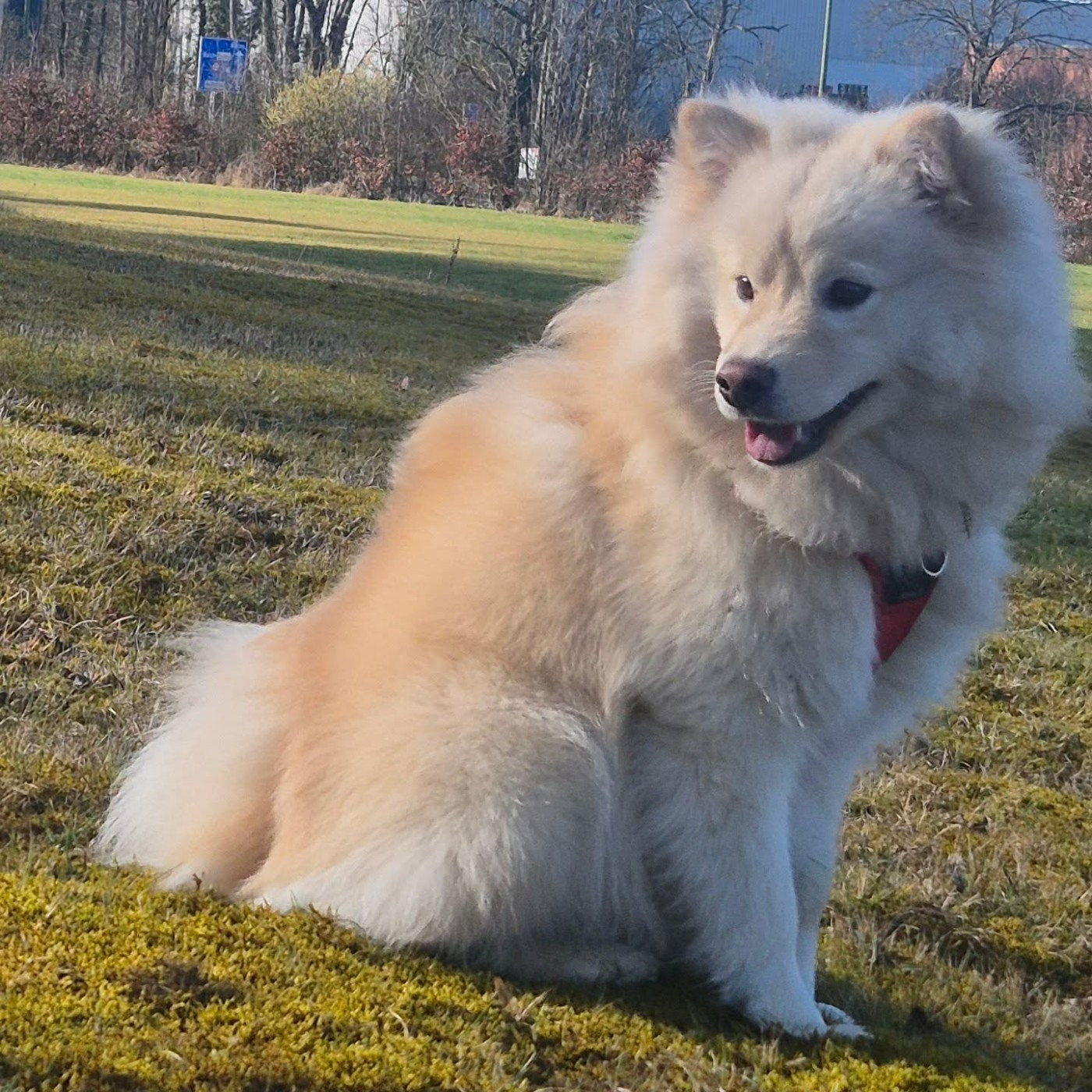 Avicii hey brother goupix de la Nouvelle Aube