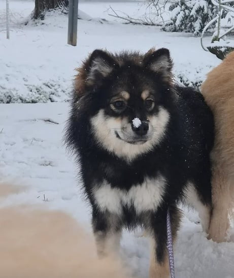 samite Toffee of Sotka